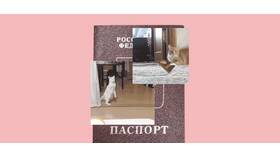 Потеряла паспорт: что делать и какой штраф предусмотрен в Самсон-Фарма